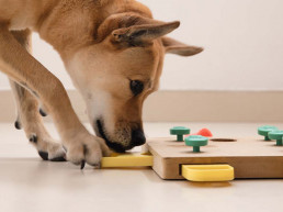 Hond met hondenpuzzel
