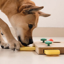 Hond met hondenpuzzel