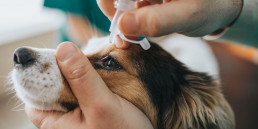 Hond ontstoken oog