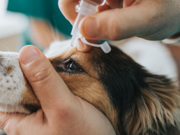 Hond ontstoken oog