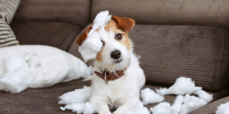 Hond puberteit