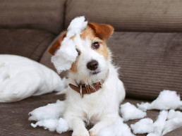 Hond puberteit