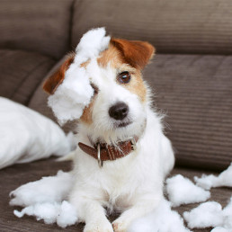 Hond puberteit