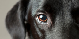 Ogen van de hond