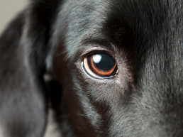 Ogen van de hond