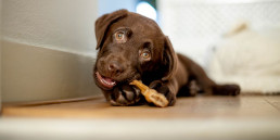 Puppy tanden wisselen