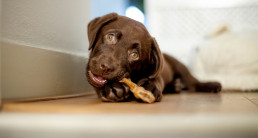Puppy tanden wisselen