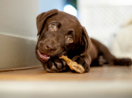 Puppy tanden wisselen