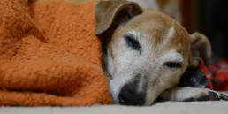 oude hond slaapt veel