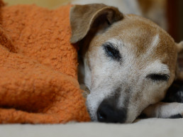 oude hond slaapt veel