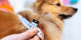 Schofthoogte hond berekenen
