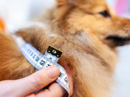 Schofthoogte hond berekenen