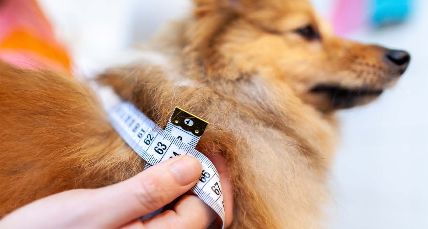 Schofthoogte hond berekenen en opmeten met stappenplan Pets Place Schofthoogte hond berekenen en opmeten met stappenplan Pets Place
