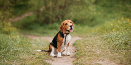 Dagschema middelgrote hond headerfoto