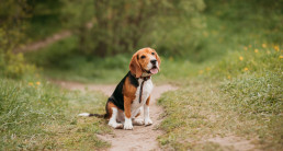 Dagschema middelgrote hond headerfoto