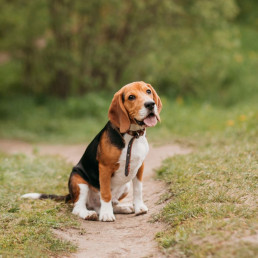 Dagschema middelgrote hond headerfoto