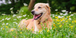 geslachtsdeel hond teef