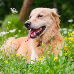geslachtsdeel hond teef