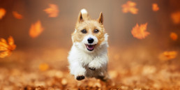 Hondenvoer kleine honden