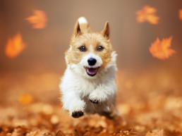 Hondenvoer kleine honden