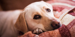 Hond met incontinentie liggend op een deken