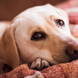 Hond met incontinentie liggend op een deken