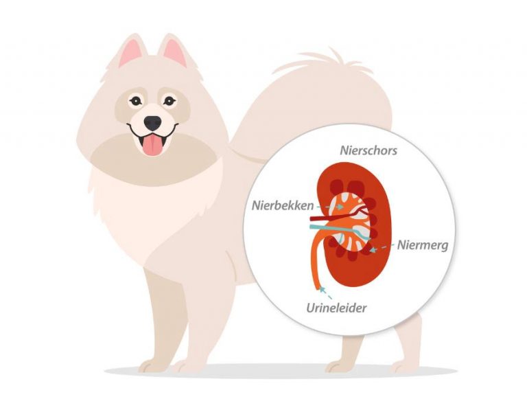 Nieren en nierfalen hond - Pets Place