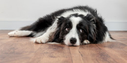 Nieren en nierfalen bij honden