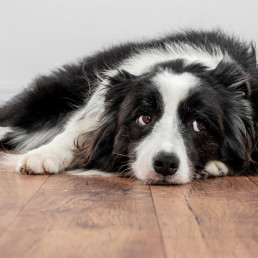 Nieren en nierfalen bij honden