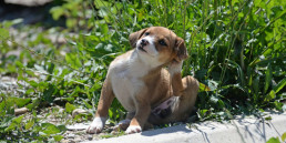 Puppy ontvlooien