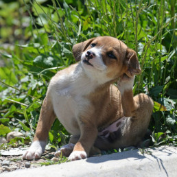 Puppy ontvlooien