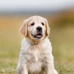 Ontwormen bij puppy’s headerfoto