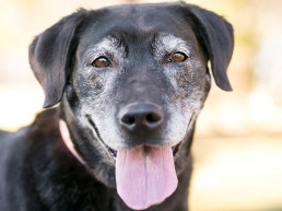 Oude hond hijgt veel
