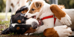 Pup introduceren bij andere honden