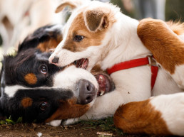 Pup introduceren bij andere honden
