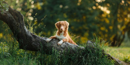 Spieren en skelet van de hond headerfoto