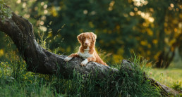 Spieren en skelet van de hond headerfoto
