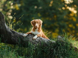 Spieren en skelet van de hond headerfoto