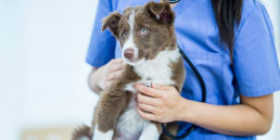 hartproblemen bij honden