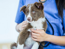 hartproblemen bij honden
