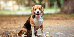 hondenvoer middelgrote honden
