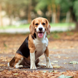 hondenvoer middelgrote honden