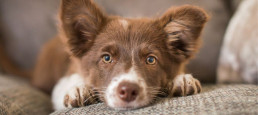 4 maanden oude pup