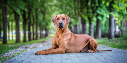 Geslachtsdeel hond reu