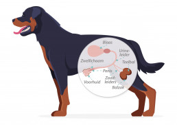 Geslachtsdeel hond reu