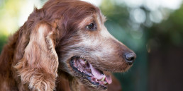 Oude hond is onrustig