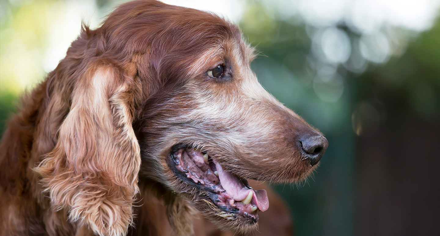 Oude hond onrustig; wat kan ik doen? - Pets Place