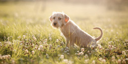 Het urinestelsel van de hond