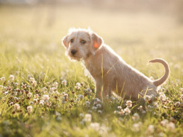 Het urinestelsel van de hond
