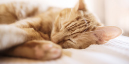 Hoeveel slaapt een kat